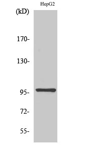 Western Blot analysis of various cells using HPK1 Polyclonal Antibody diluted at 1:1000