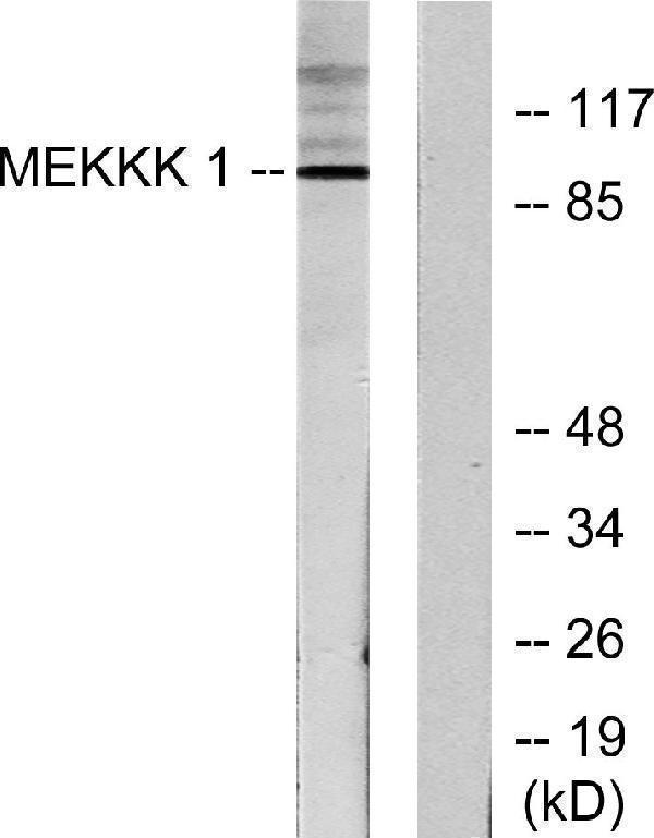 a30542 map4k1 primary antibodies wb testing 3