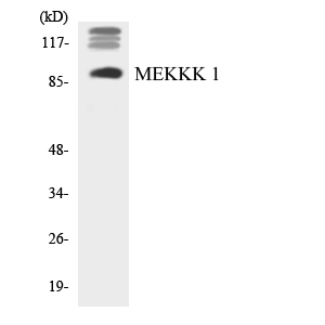Western blot analysis of the lysates from HUVECcells using MEKKK 1 antibody