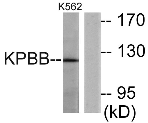 a30545 phkb primary antibodies wb testing 2