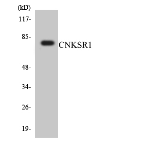 a30546 cnksr1 primary antibodies wb testing 4