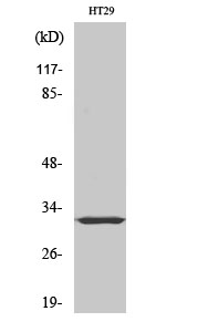 a30547 pmepa1 primary antibodies wb testing 3