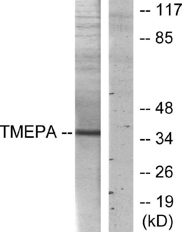 a30547 pmepa1 primary antibodies wb testing 5