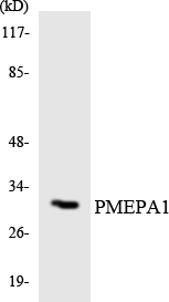 a30547 pmepa1 primary antibodies wb testing 6