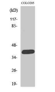 a30548 slc22a18 primary antibodies wb testing 1