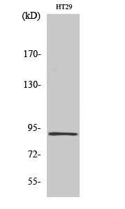 Western Blot analysis of various cells using InsP 3-kinase C Polyclonal Antibody diluted at 1:2000