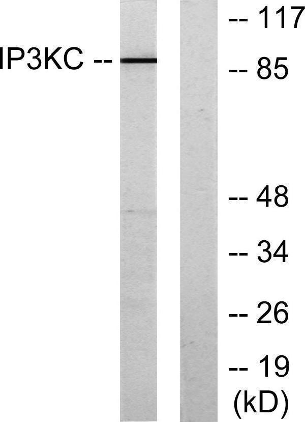 Western blot analysis of lysates from HT-29 cells, using IP3KC Antibody