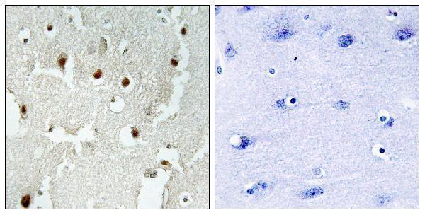 a30550 trerf1 primary antibodies ihc testing 1