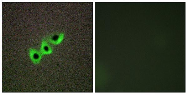 a30552 dlc1 primary antibodies if testing 1
