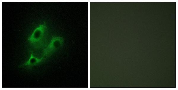 a30553 serinc2 primary antibodies if testing 1