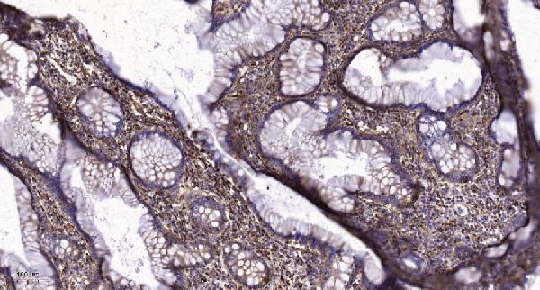 a30553 serinc2 primary antibodies ihc testing 2