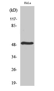 a30553 serinc2 primary antibodies wb testing 3