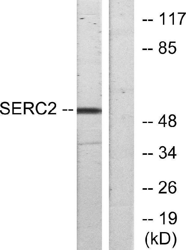 a30553 serinc2 primary antibodies wb testing 4