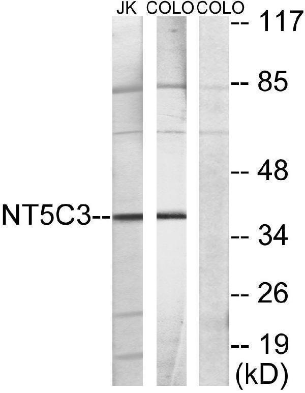 a30559 nt5c3a primary antibodies wb testing 2