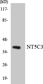 a30559 nt5c3a primary antibodies wb testing 3