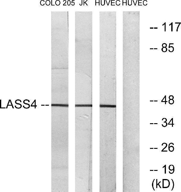a30561 cers4 primary antibodies wb testing 3