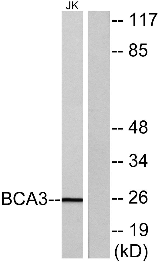 Western blot analysis of lysates from Jurkat cells, using BCA3 Antibody