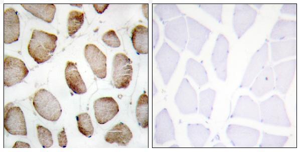a30563 dus2 primary antibodies ihc testing 1