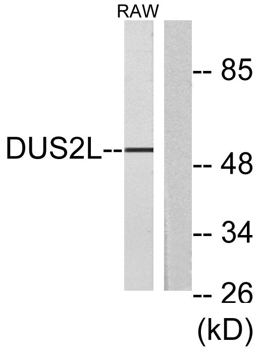 a30563 dus2 primary antibodies wb testing 2
