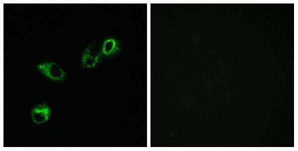 a30564 ackr4 primary antibodies if testing 1