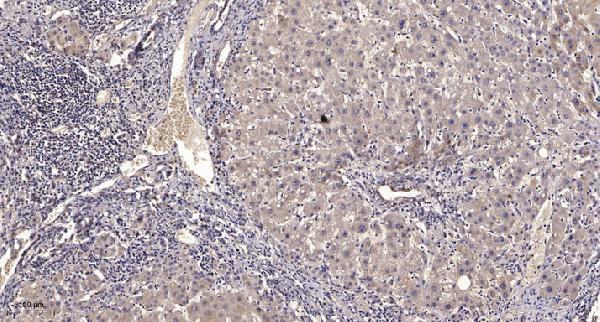 a30567 phykpl primary antibodies ihc testing 1