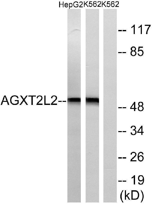 a30567 phykpl primary antibodies wb testing 2