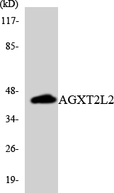 a30567 phykpl primary antibodies wb testing 3