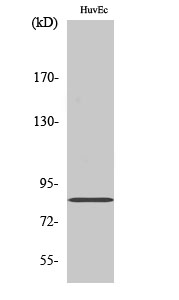 Western Blot analysis of various cells using ALS2CR8 Polyclonal Antibody