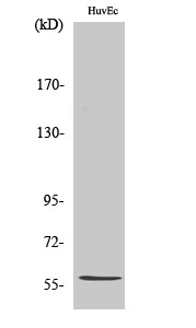 a30572 b3glct primary antibodies wb testing 2