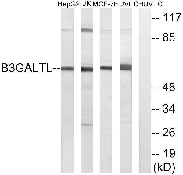 a30572 b3glct primary antibodies wb testing 3
