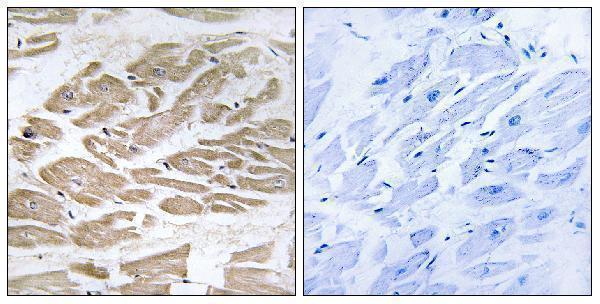 a30578 mpc1 primary antibodies ihc testing 2