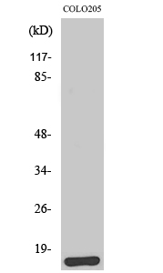 a30578 mpc1 primary antibodies wb testing 3