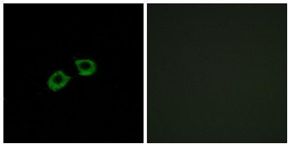 a30581 arfgef2 primary antibodies if testing 1