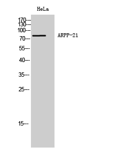 Western Blot analysis of HeLa cells using ARPP-21 Polyclonal Antibody diluted at 1:1000