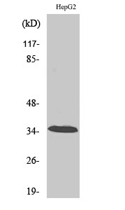 a30589 ca13 primary antibodies wb testing 1