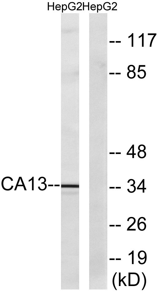 a30589 ca13 primary antibodies wb testing 2