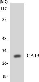 a30589 ca13 primary antibodies wb testing 3