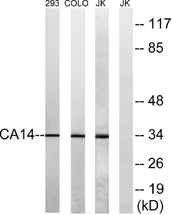 a30590 ca14 primary antibodies wb testing 2