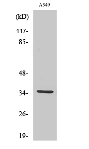 Western Blot analysis of various cells using CA VA Polyclonal Antibody