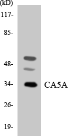 Western blot analysis of the lysates from K562 cells using CA5A antibody