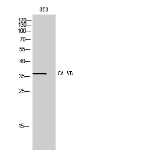 a30593 ca5b primary antibodies wb testing 3