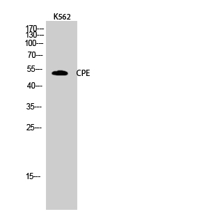 Western Blot analysis of K562 cells using CPE Polyclonal Antibody
