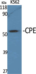 Western Blot analysis of various cells using CPE Polyclonal Antibody