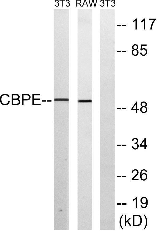 Western blot analysis of lysates from RAW264