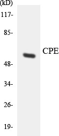 a30595 cpe primary antibodies wb testing 4
