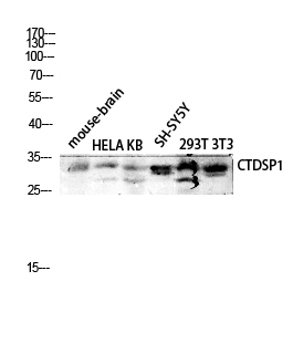a30598 ctdsp1 primary antibodies wb testing 2