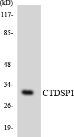 a30598 ctdsp1 primary antibodies wb testing 5
