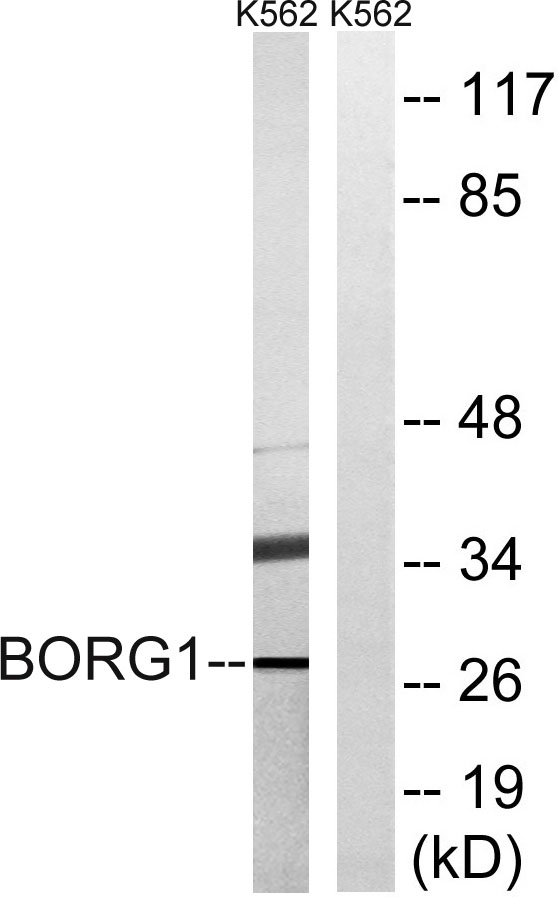 a30599 cdc42ep2 primary antibodies wb testing 3