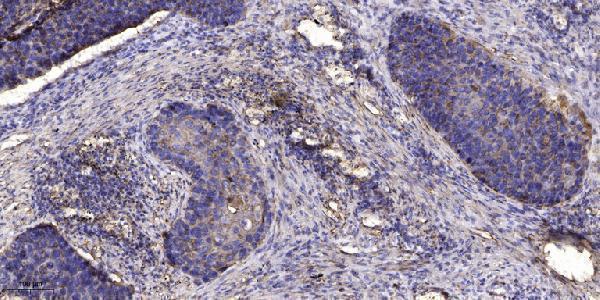 a30600 cdc42ep4 primary antibodies ihc testing 1
