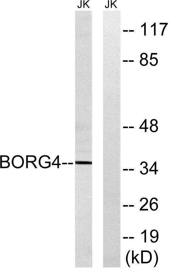 a30600 cdc42ep4 primary antibodies wb testing 2